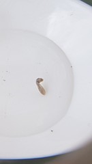 Austrosimulium