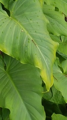 Xanthocnemis zealandica