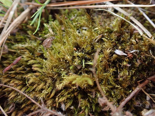 Drepanocladus polygamus observed 2025-03-12