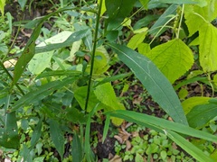 Symphyotrichum ontarionis glabratum