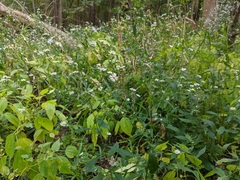 Symphyotrichum ontarionis glabratum