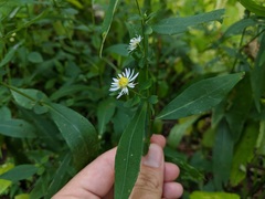 Symphyotrichum ontarionis glabratum