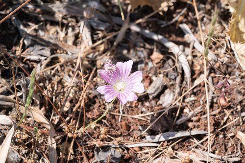 Malva punctata, photograph 5