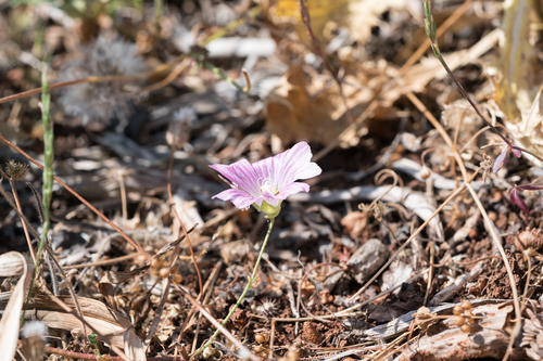 Malva punctata, photograph 6
