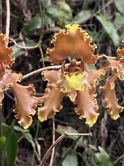 Cyrtochilum serratum