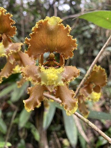 Cyrtochilum serratum, photograph 2