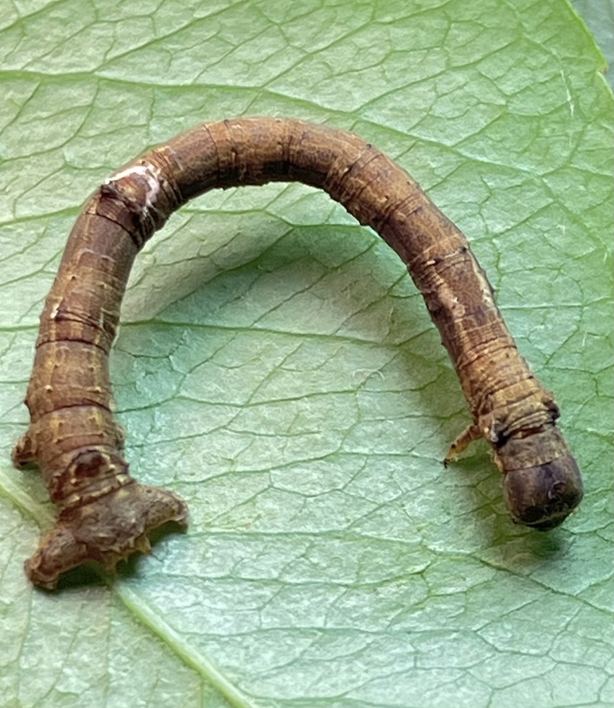 Large Maple Spanworm Moth