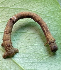 Large Maple Spanworm Moth