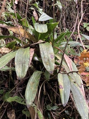 Cyrtochilum serratum, photograph (c) Francisco Sánchez Karste, some rights reserved (CC BY)