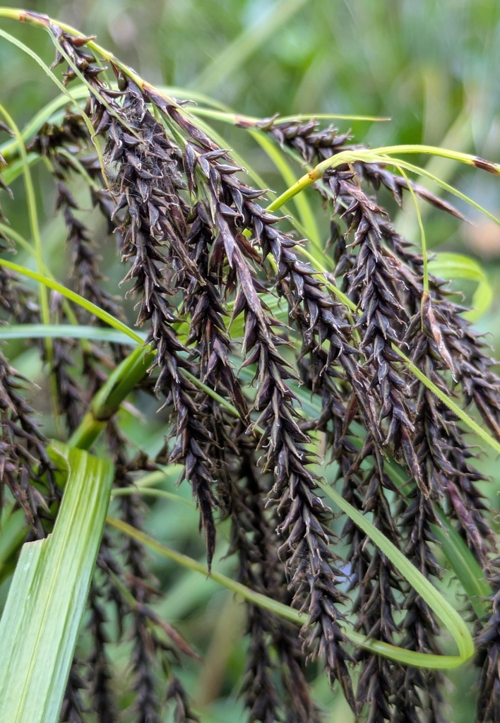 Carex sect. Fecundae