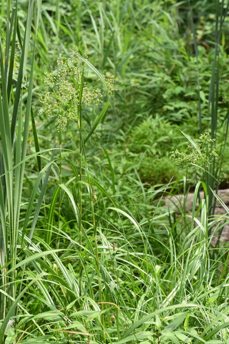 Scirpus karuisawensis iNat (1)