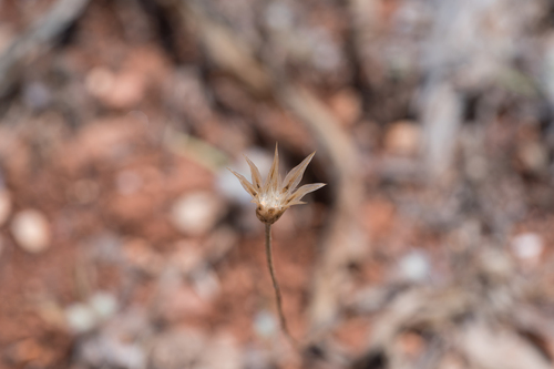 Catananche lutea, photograph 5