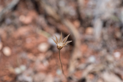 Catananche lutea, photograph (c) Eleftherios Katsillis, some rights reserved (CC BY)