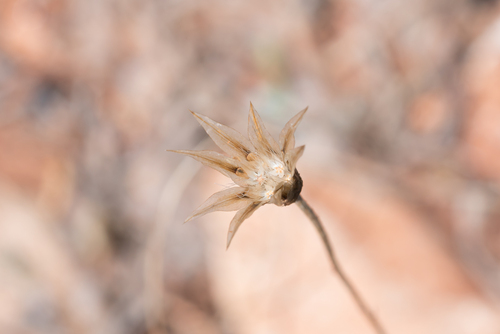 Yellow Succory (Catananche lutea)