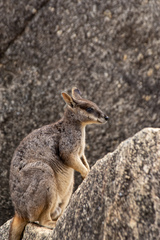 Petrogale mareeba