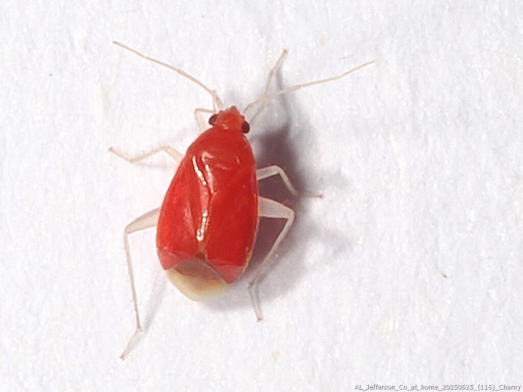 Sthenaropsidea