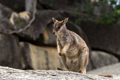 Petrogale mareeba