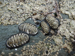 Chiton granosus
