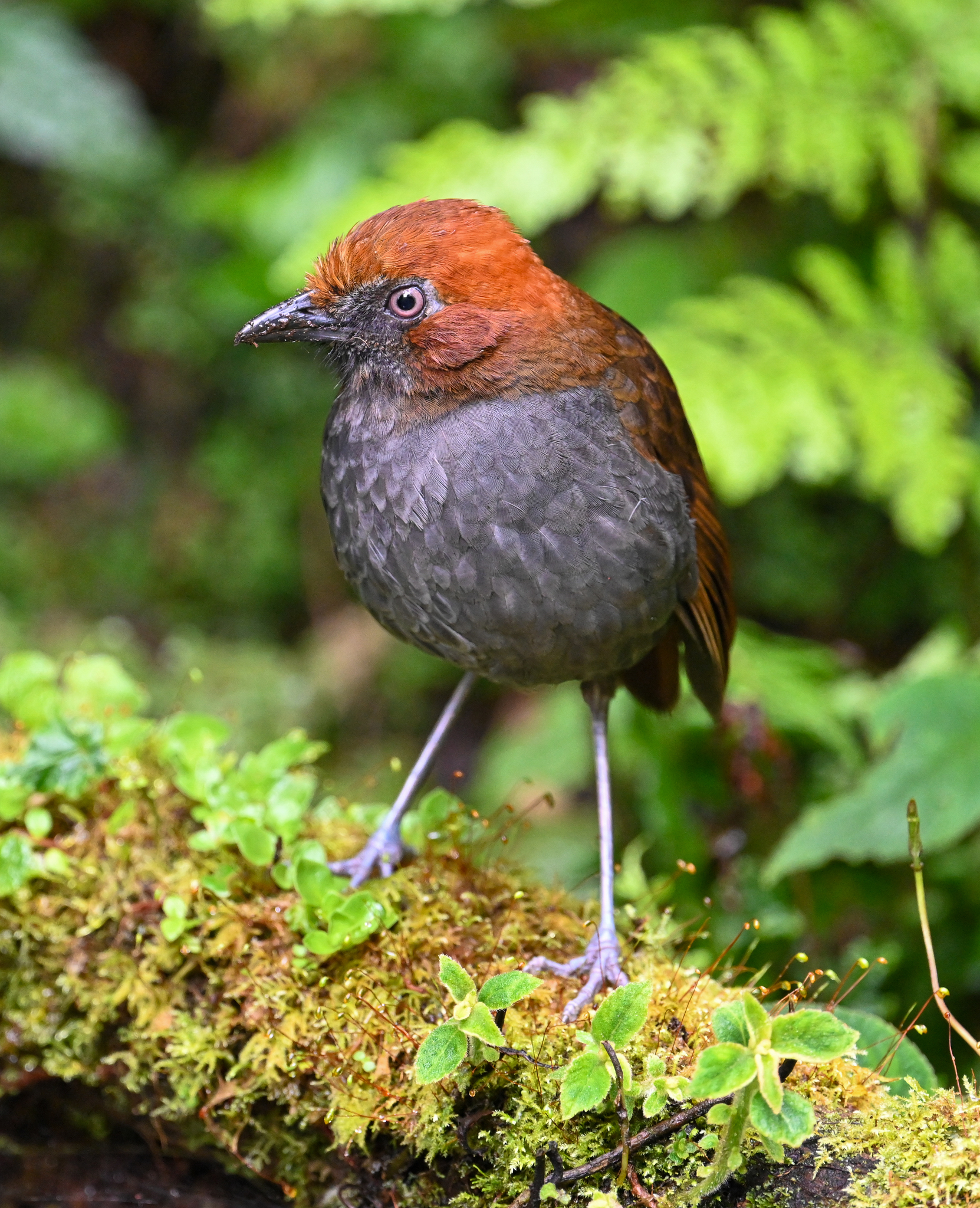 Chestnut-naped Antpitta (Grallaria nuchalis), photo 9