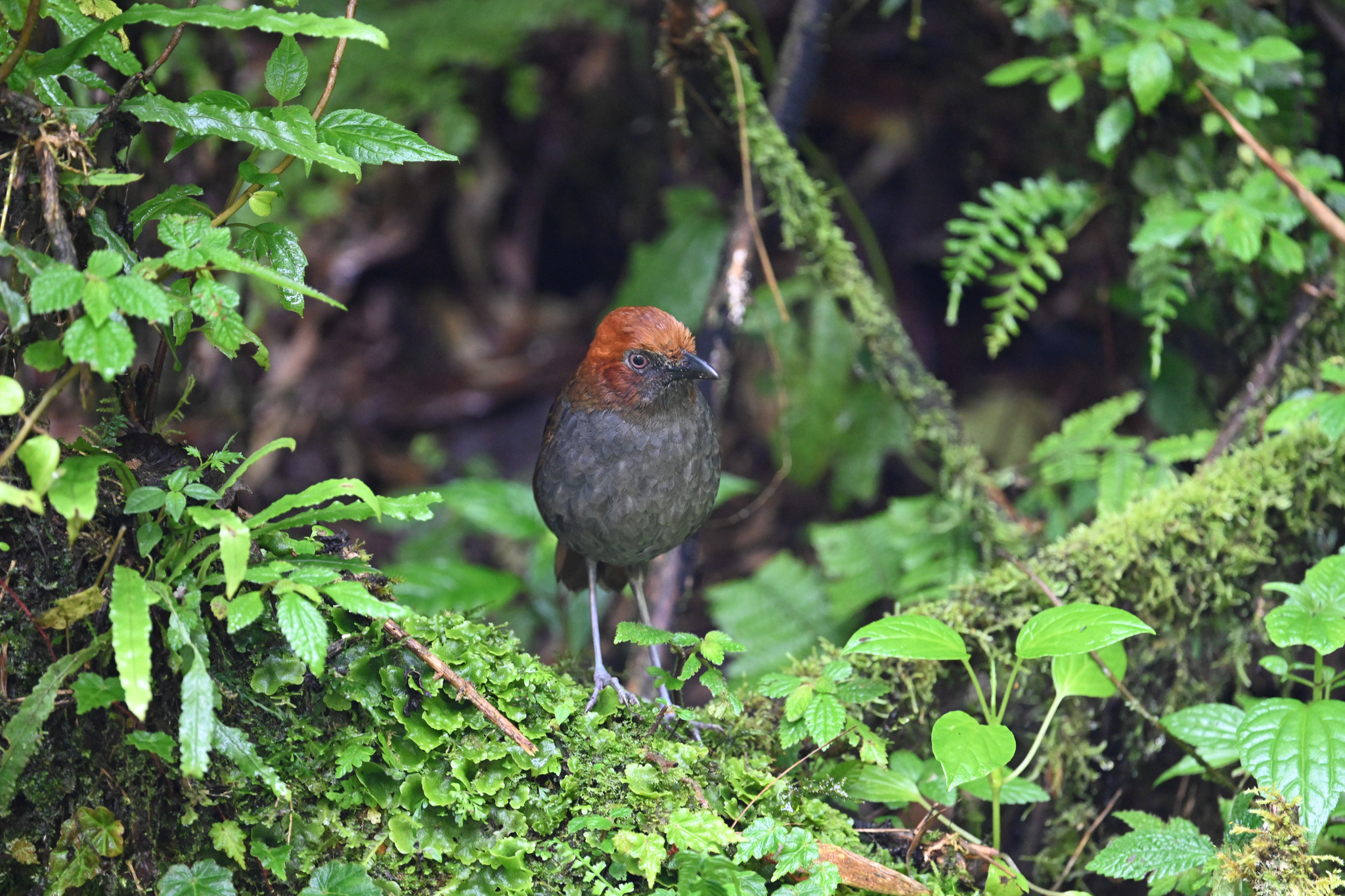 Chestnut-naped Antpitta (Grallaria nuchalis), photo 10