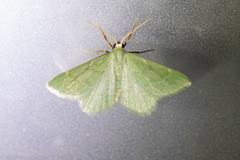 Chlorochlamys phyllinaria