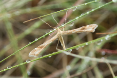 Gillmeria pallidactyla