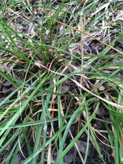 Carex cherokeensis