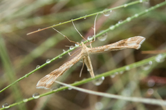 Gillmeria pallidactyla