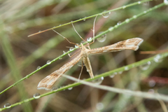 Gillmeria pallidactyla