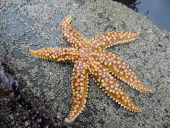 Meyenaster gelatinosus
