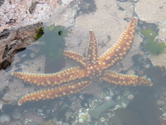 Meyenaster gelatinosus