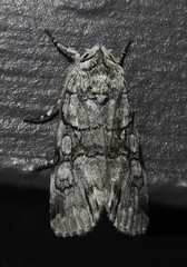 Sympistis chionanthi