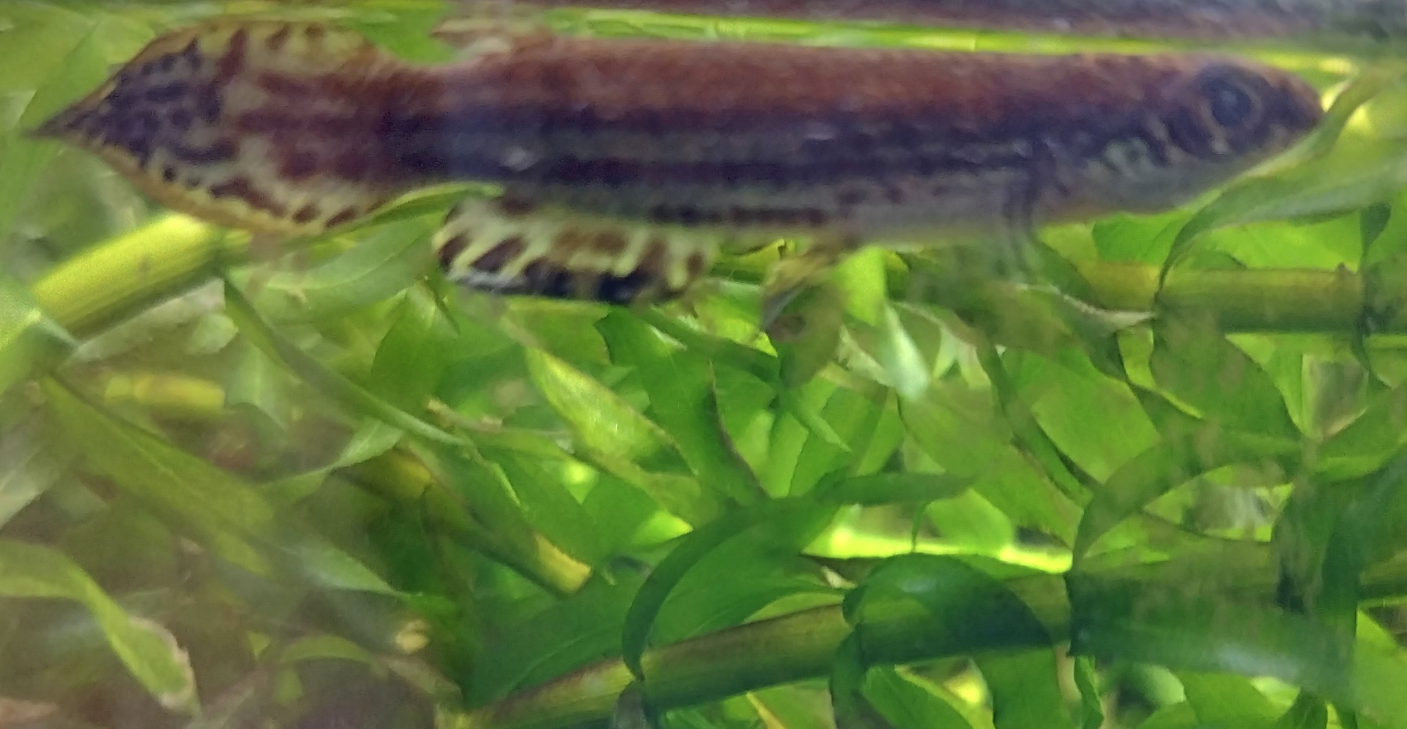 Pterolebias phasianus