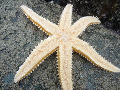 Meyenaster gelatinosus