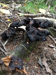 Craterellus cornucopioides