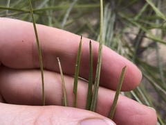 Grevillea parallela