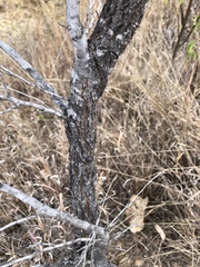 Grevillea parallela