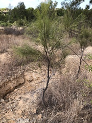 Grevillea parallela