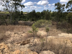 Grevillea parallela