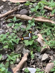 Adelpha iphicleola