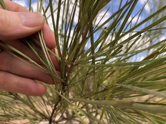 Grevillea parallela