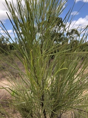 Grevillea parallela