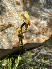 Diuris hazeliae