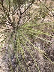 Grevillea parallela