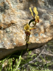 Diuris hazeliae