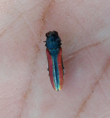 Agrilus pulchellus