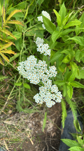 common yarrow
