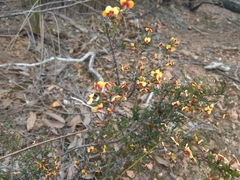 Dillwynia ramosissima