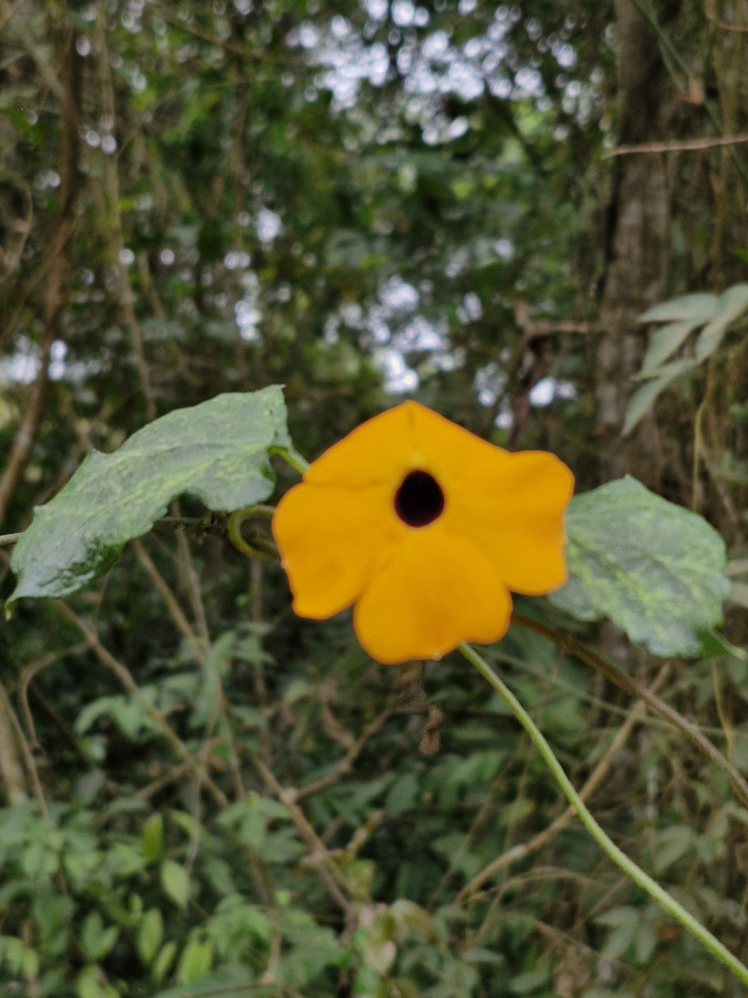 Thunbergia alata