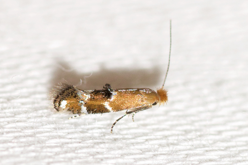 Bucculatrix eupatoriella